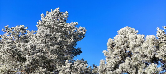 winter tree branches with white icing, blue sky, december morning frosts in nature, garden in winter, background