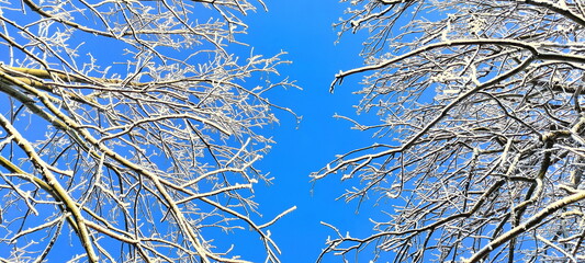 winter tree branches with white icing, blue sky, december morning frosts in nature, garden in winter, background
