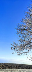 winter tree branches with white icing, blue sky, december morning frosts in nature, garden in winter, background