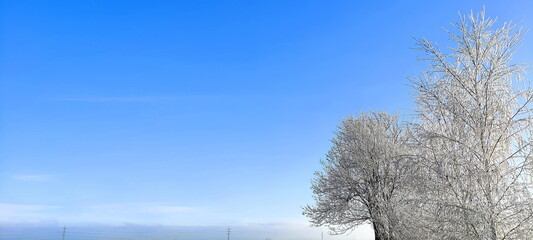 winter tree branches with white icing, blue sky, december morning frosts in nature, garden in winter, background