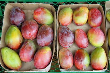 Mangues en cagettes vendues sur un marché d'Afrique du Sud