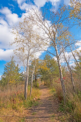 Secluded Path in the Late Fall