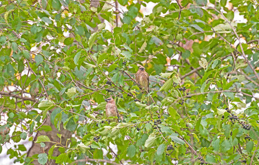 A Pair of Cedar Waxwings Feeding in a Forest