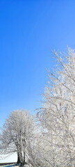 Fototapeta na wymiar winter tree branches with white icing, blue sky, december morning frosts in nature, garden in winter, background