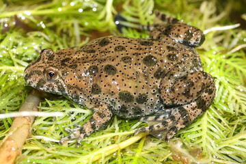 European Fire bellied toad (Bombina bombina) on vegetation 