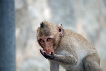 可愛いサル