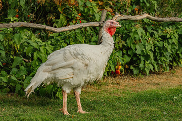 Turkey in the poultry yard
