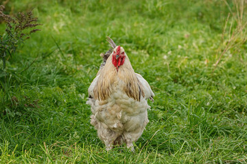 Chicken in the Yard