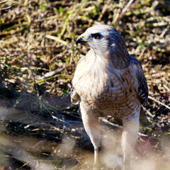 Red Shoulder Hawk 