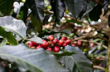 frutos de café rojo