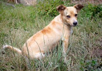 perro  de color amarillo 