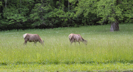 Naklejka na ściany i meble Evening food run for this family of elk seen in Oconaluftee , Great Smoky Mountains National Park