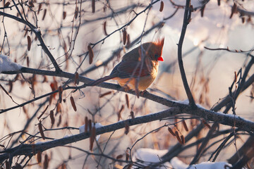 female cardinal 