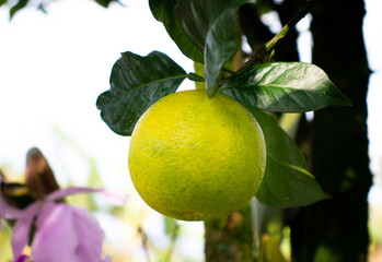 Fruta naranja madura jugosa dulce árbol de naranja