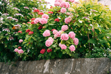 Fototapeta na wymiar Pink hydrangeas in dense bushes behind a stone border.