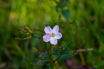 Flor de Campo color rosa