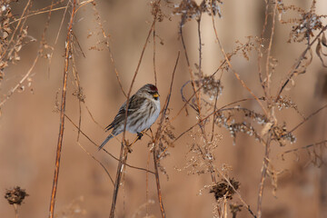 Common Redpoll clinging to a dried goldenrod stalk. 