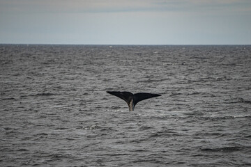 Fototapeta premium Fin from a sperm whale in north Norway