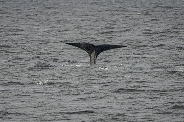 Fin from a sperm whale in north Norway