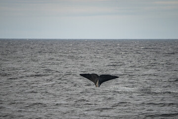 Fin from a sperm whale in north Norway