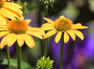 Bright Yellow Echinacea flowers with a purple and green colored background.