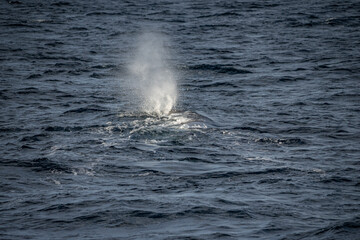 Blowing sperm whale before diving in north Norway