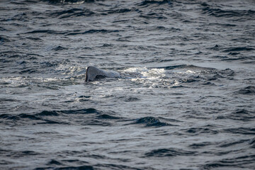 Obraz premium Blowing sperm whale before diving in north Norway
