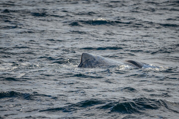 Naklejka premium Blowing sperm whale before diving in north Norway