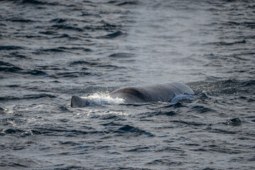 Fototapeta premium Blowing sperm whale before diving in north Norway