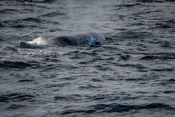 Blowing sperm whale before diving in north Norway