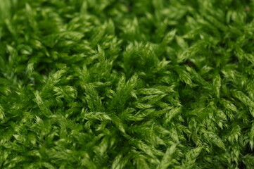 綺麗な緑色の苔