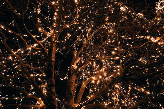 guirlandes de Noël lumineuses accrochées dans un grand arbre la nuit en hiver