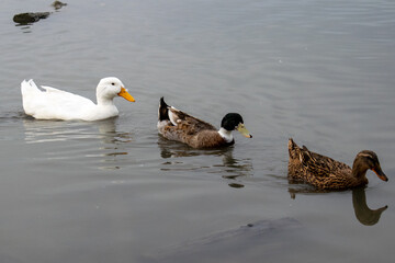 Trio of Ducks Swimming in Row