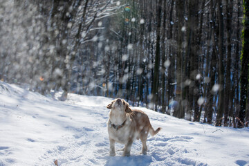 Dog catches snow in the woods