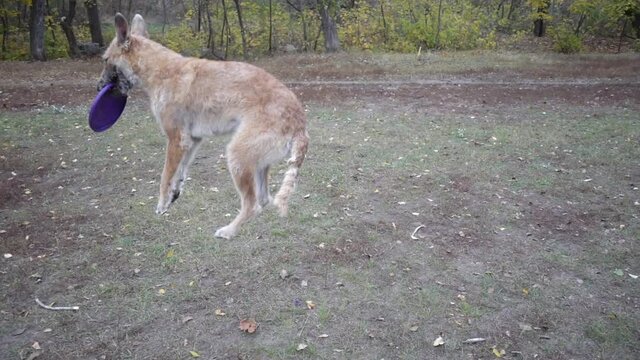 Belgian Shepherd lakenua dog catching a throwing disk on agility training at the autumn park, slow motion