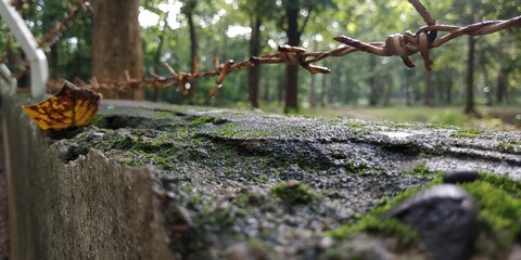 wire fence with forest 