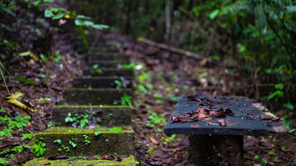 Old wooden bench on the mossy jungle path.