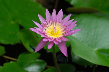 Indonesia Bali North Bali - Pink Water lily