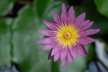 Obraz premium Indonesia Bali North Bali - Pink Water lily