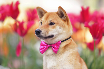 The portrait of a happy red Shiba Inu dog wearing a pink bow tie posing outdoors in pink tulip flowers in spring