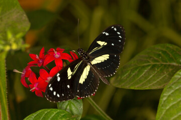  The false zebra longwing or Atthis longwing (Heliconius atthis).