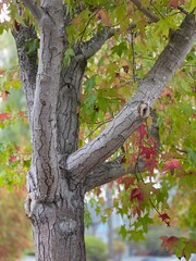 oak tree in the fall with red and green leaves 