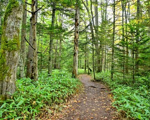 Fototapeta premium タウシュベツ川橋梁近くの遊歩道の情景＠北海道