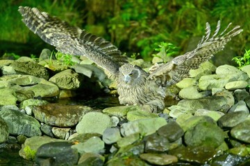 翼を大きく広げて飛び出すシマフクロウオス＠知床、北海道