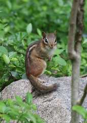 Streifenhörnchen sitzt auf einem Stein