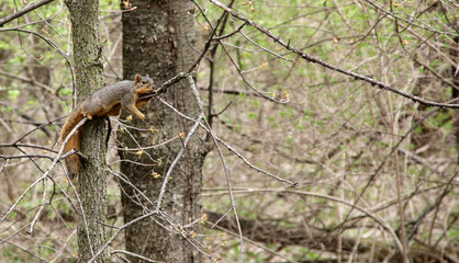 Chilling Squirrel In A Tree In Spring, Fox Squirrel Spring Fatigue