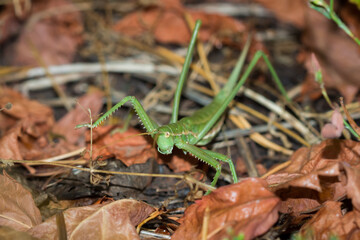 The predatory bush-cricket (lat. Saga pedo), of the family Tettigoniidae.