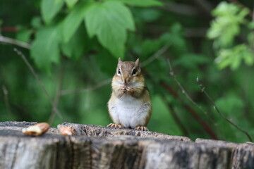 Streifenhörnchen auf Baumstumpf