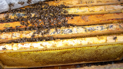 Bees in nest in open hive after wintering.