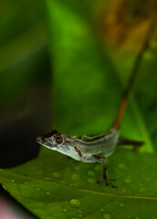 norops lizard iguanidae sits on a leaf and sheds its skin